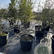 Magnolia stellata 40-60 cm 3,0L