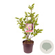 Magnolia 'Susan' 60-80 cm 10L