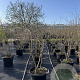 Mespilus germanica 150-175 cm 50L