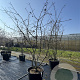 Mespilus germanica 250-275 cm cont. 150L meerstammig