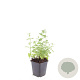 Nepeta 'Six Hills Gold' GM P9