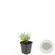 Nepeta 'Walker's Low' GM P9