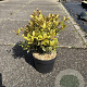 Osmanthus heter. 'Goshiki' 20-30 cm 2,0L