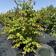 Parrotia persica 125-150 cm 35L
