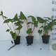 Persicaria a. 'Blackfield' GM P9