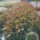 Persicaria a. 'Blackfield' GM P9