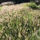 Pennisetum al. 'Hameln' GM P9