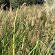 Pennisetum al. 'Hameln' GM P9