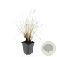 Pennisetum al. 'Hameln' GM P9