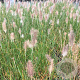 Pennisetum al. 'Hameln' GM P9