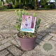 Perovskia 'Blue Spire' 30-35 cm 5,0L