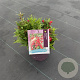 Penstemon Polaris Red 40-50 cm 5,0L