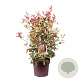 Photinia fraseri 'Red Robin' 60 cm 20L