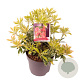 Pieris 'Flaming Silver' 20 cm 2,0L