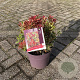 Pieris jap. 'Carnaval' 25-30 cm 5,0L
