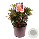 Pieris jap. 'Katsura' 30-35 cm 7,5L