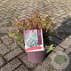 Pieris jap. 'Little Heath' 25-30 cm 5,0L
