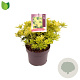 Pieris jap. 'Sinfonia' 25-30 cm 5,0L