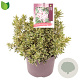 Pieris jap. 'Variegata' 25-30 cm 5,0L