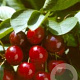 Prunus c. Meikers laagstam 13L 8-10