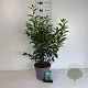Prunus l. 'Angustifolia' 50-60 cm 5,0L