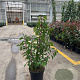 Prunus l. 'Angustifolia' 50-60 cm 5,0L