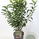 Prunus l. 'Angustifolia' 50-60 cm 5,0L