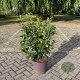 Prunus l. 'Antonius' 90-100 cm 20L