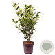 Prunus l. 'Caucasica' 100-110 cm 13L