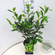 Prunus l. 'Caucasica' 50-60 cm 5,0L