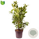 Prunus I. 'Rotundifolia' 90-100 cm 13L