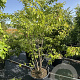 Prunus subh. 'Autumnalis Rosea' 175-200 cm 50L