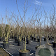 Ptelea trifoliata 300-350 cm cont. 110L meerstammig