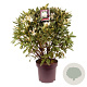 Rhododendron 'Cunningham's White' 60-80 cm 13L