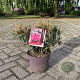 Rhododendron (AP) 'Graziella' 25-30 cm 5,0L