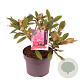 Rhododendron 'Vollblut' 30-40 cm 5,0L