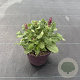 Salvia nem. Sensation Deep Blue 30-40 cm 2,0L