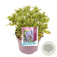 Salvia nem. Sensation Deep Blue GM C5