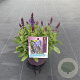 Salvia sylv. Blue Marvel GM C5