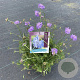 Scabiosa col. 'Butterfly Blue' GM C5