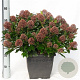 Skimmia j. Rubesta Cuba 15-20 cm P13