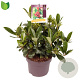 Skimmia j. 'Temptation' 30-40 cm 5,0L met bes