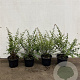 Symphoricarpos ch. 'Hancock' 30-40 cm 2,0L