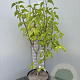 Syringa v. 'Znamya Lenina' 80-100 cm 10L