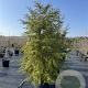 Tsuga canadensis 225-250 cm cont. 110L najaarspotting