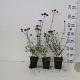 Verbena bon. 'Lollipop' GM P9