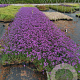 Verbena bon. 'Lollipop' GM P9