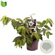 Viburnum plic. 'Mariesii' 30-35 cm 5,0L