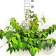 Viburnum plic. 'Mariesii' 40-50 cm 10L