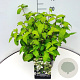 Viburnum plic. 'Mariesii' 40-50 cm 10L